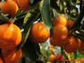 江西枝江：柑橘品质提升工作推进会顺利召开 ()