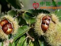 北京怀柔：全国板栗大会召开 ()