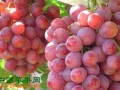 浙江金华：浦江葡萄首次出口新加坡 ()