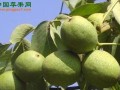 宜昌秭归：核桃青果广受欢迎 ()