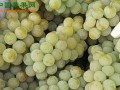 甘肃敦煌：葡萄成致富新产业 ()