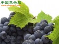 陕西葡萄产业发展迅速 ()