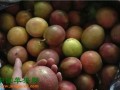 山西运城：多举措推进水果产业改革 ()