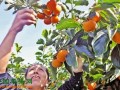 陕西大荔：水果产业助力百姓致富增收 ()