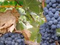 宁夏银川：贺兰山葡萄酒文化节成功举办 ()