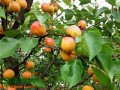 宁夏：水果产业成农民增收一大法宝 ()