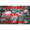 紅富士蘋果批發，萬畝果園直銷