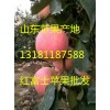 供應山東紅星蘋果