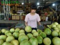 广西容县：蜜柚种植带动百姓增收 ()