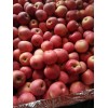 山东纸袋膜袋红富士苹果大量上市价格便宜