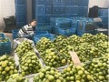 浙江宁波：节前水果销售火热 ()