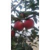 本人供應(yīng)紅富士