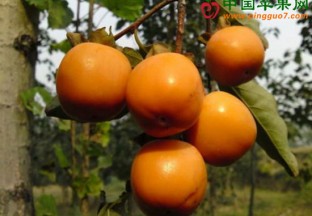 太秋甜柿高价值带来高回报 ()