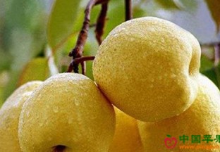 北京平谷：玉露香梨交易开始 ()