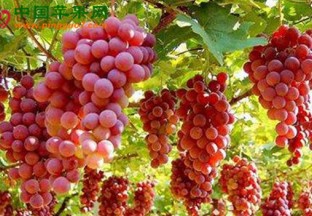 中科院植物：葡萄本土化育种取得良好成果 ()