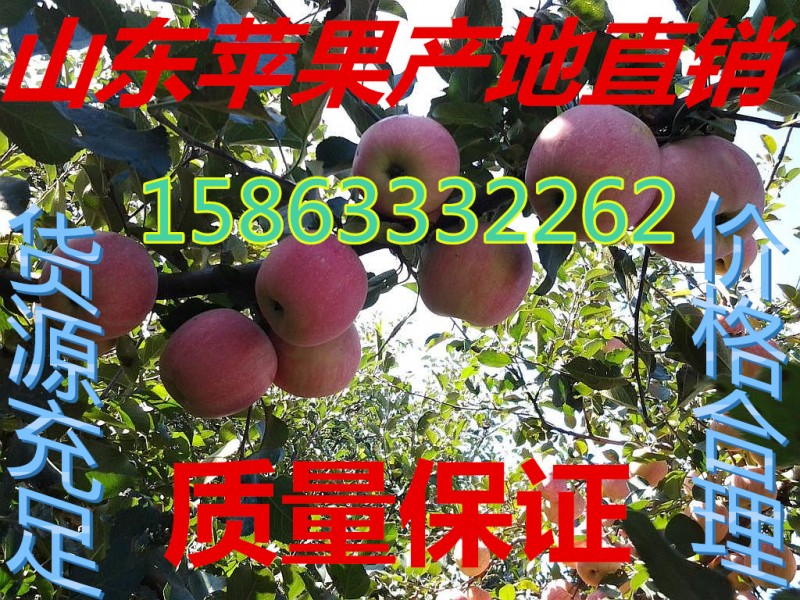 16-16345
