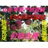 红富士苹果 苹果产地 苹果供应 苹果批发  山东苹果