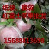 紙袋膜袋紅富士蘋果果園現貨采摘