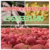 13626331680红富士苹果产地直销价格
