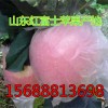 供應山東優質紅富士蘋果