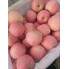 山東省沂源縣紅富士蘋果產地價格