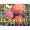 山东苹果产地13573912087