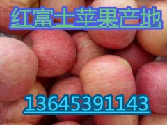 蘋果圖2