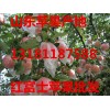 長期供應山東紅富士蘋果