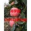 常年供應山東優質紅富士蘋果