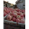 山东苹果产地条纹冰糖心红富士苹果最新价格