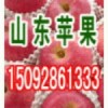 今日红富士苹果产地批发价低