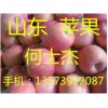 山东苹果价格13573912087