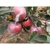 山东潍坊膜袋红富士苹果大量上市