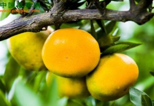 湖南常德：水果产业发展迅速 ()
