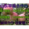 紙袋/膜袋/紅富士上市批發(fā)價格