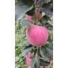大量供應(yīng)紅富士