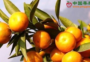 湖北枝江：柑橘高接换种工作全面开展 ()
