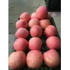 15269955788山东红富士苹果大量上市了