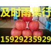 红富士苹果价格/山西红富士苹果/陕西红富士苹果批发价格