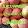 纸袋膜袋红富士苹果大量出售15266385888
