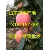 常年供應山東紅富士蘋果13181187588