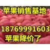 山東紅富士蘋果大量批發