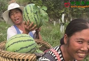 贵州：水果产业带动百姓致富 ()