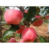 今日紅富士蘋果批發(fā)行情