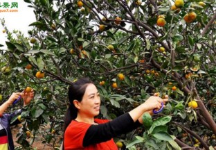 安徽安庆：水果产业助农增收 ()