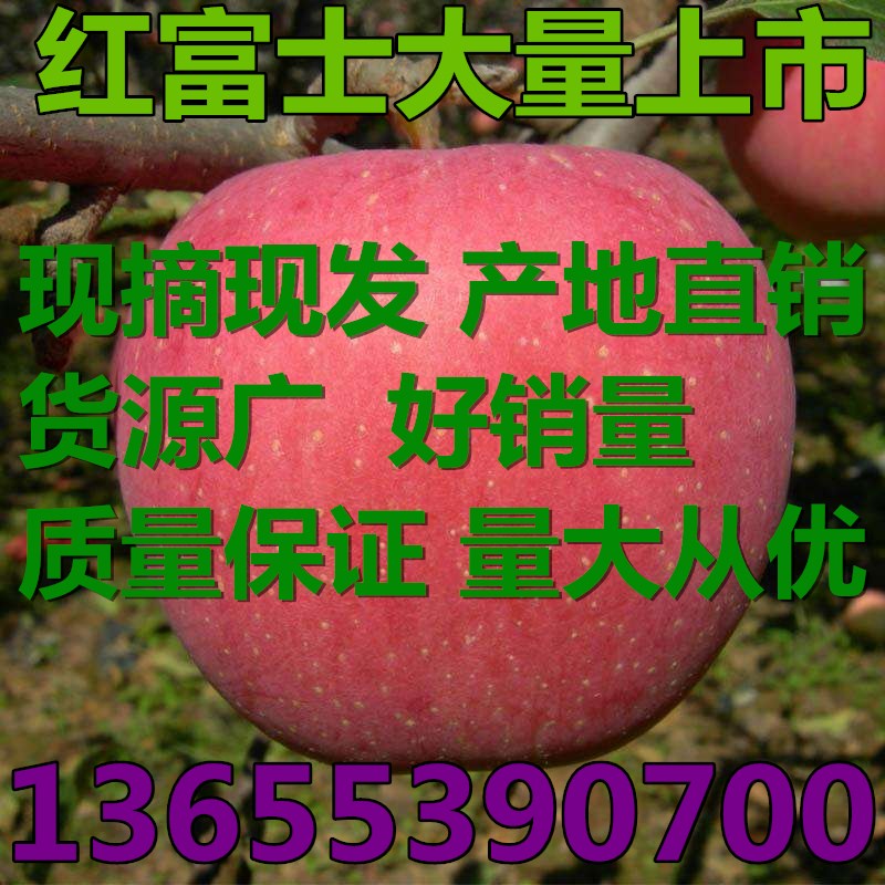 timgCA82RDSA_副本