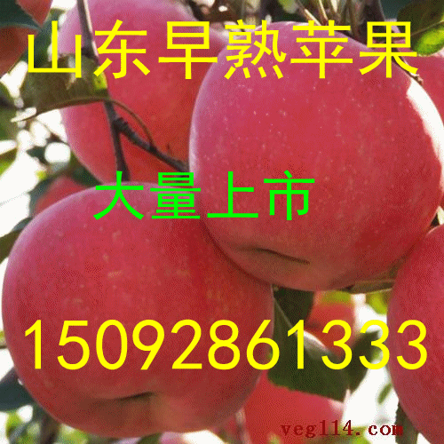 山东红富士苹果产地直销