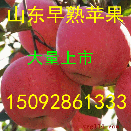 山東紅富士蘋果產地直銷