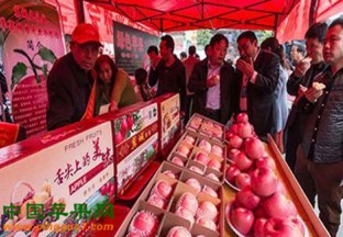 北京延庆：八达岭苹果文化节开幕 ()