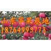 山东日照万亩红富士苹果大量上市